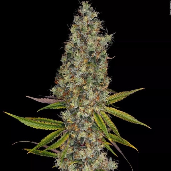 Rainbow Road (Paradise Seeds) feminizovaná