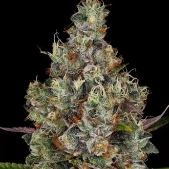 Rainbow Road (Paradise Seeds) feminizovaná