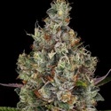 Rainbow Road (Paradise Seeds) feminizovaná