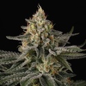Sunset Paradise (Paradise Seeds) feminizovaná