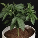 Sunset Paradise (Paradise Seeds) feminizovaná