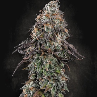 White Noise (Paradise Seeds) feminizovan&aacute;