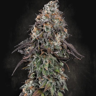 White Noise (Paradise Seeds) feminizovan&aacute;