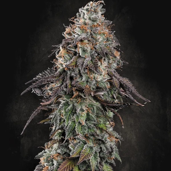 White Noise (Paradise Seeds) feminizovaná