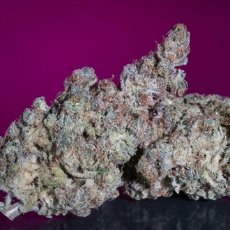 White Noise (Paradise Seeds) feminizovaná