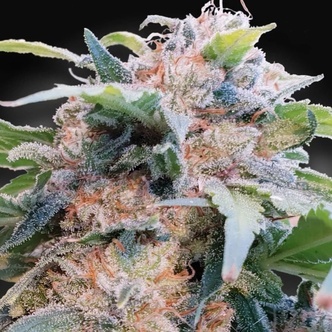 CBDream (Paradise Seeds) feminizovan&aacute;