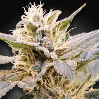 CBDelight (Paradise Seeds) feminizovan&aacute;