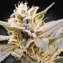 CBDelight (Paradise Seeds) feminizovaná
