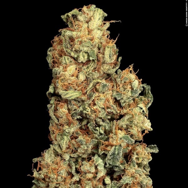 Vertigo Samonakvétací (Paradise Seeds) feminizovaná