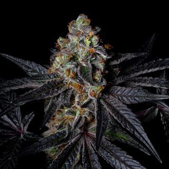 Diamond Dust (Pure Instinto) feminizovan&aacute;