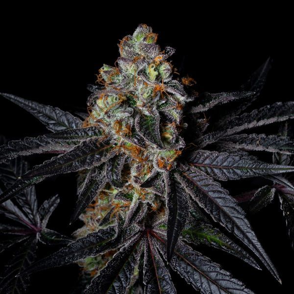 Diamond Dust (Pure Instinto) feminizovaná