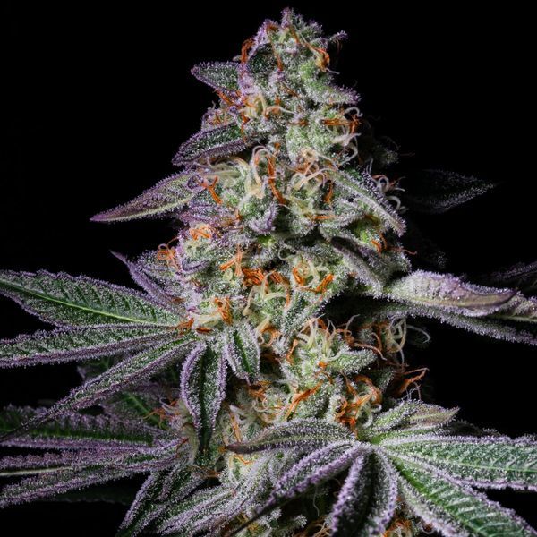 Pure Glitter (Pure Instinto) feminizovaná