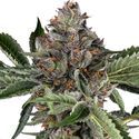 Papaya Jealousy (Sensi Seeds) feminizovaná