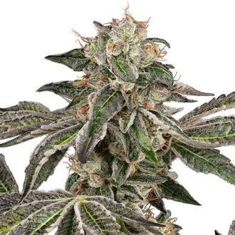 Runtz Samonakv&eacute;tac&iacute; (White Label) feminizovan&aacute;