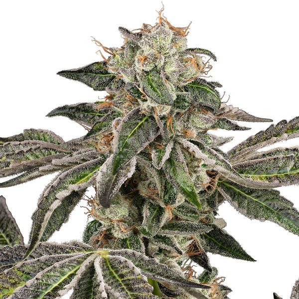 Runtz Samonakvétací (White Label) feminizovaná