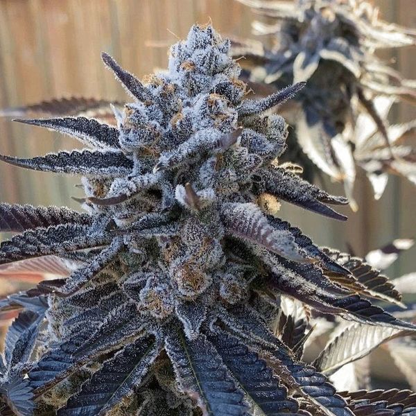 Bahama Berry (Solfire Gardens) feminizovaná