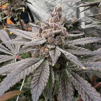 Gasserole (Solfire Gardens) feminizovan&aacute;