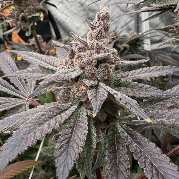 Gasserole (Solfire Gardens) feminizovaná