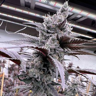 Lung Buster (Solfire Gardens) feminizovan&aacute;