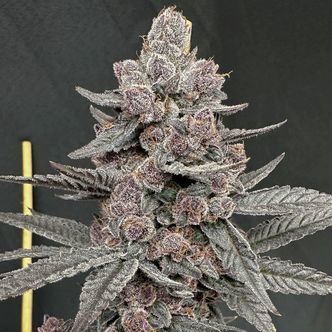 Sinfero (Solfire Gardens) feminizovan&aacute;