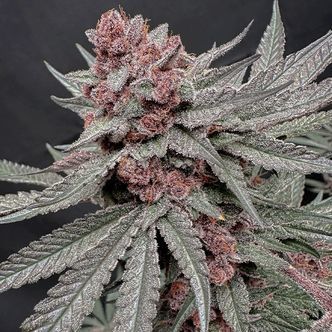 Terpgasm (Solfire Gardens) feminizovan&aacute;