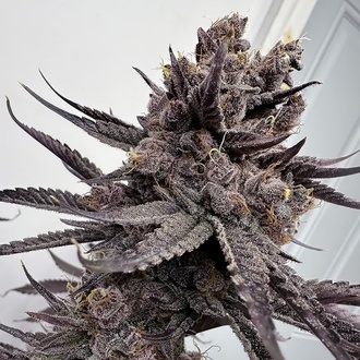 Trap God (Solfire Gardens) feminizovan&aacute;