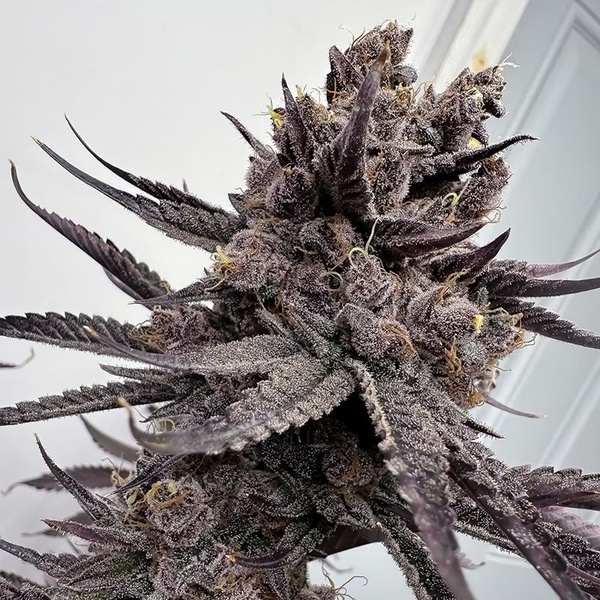 Trap God (Solfire Gardens) feminizovaná