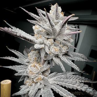 Trich Beast (Solfire Gardens) feminizovan&aacute;