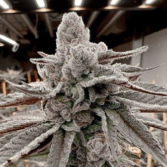 Yummy Yummy (Solfire Gardens) feminizovan&aacute;