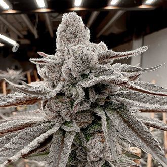 Yummy Yummy (Solfire Gardens) feminizovan&aacute;