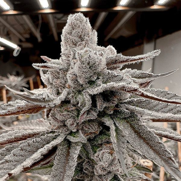 Yummy Yummy (Solfire Gardens) feminizovaná