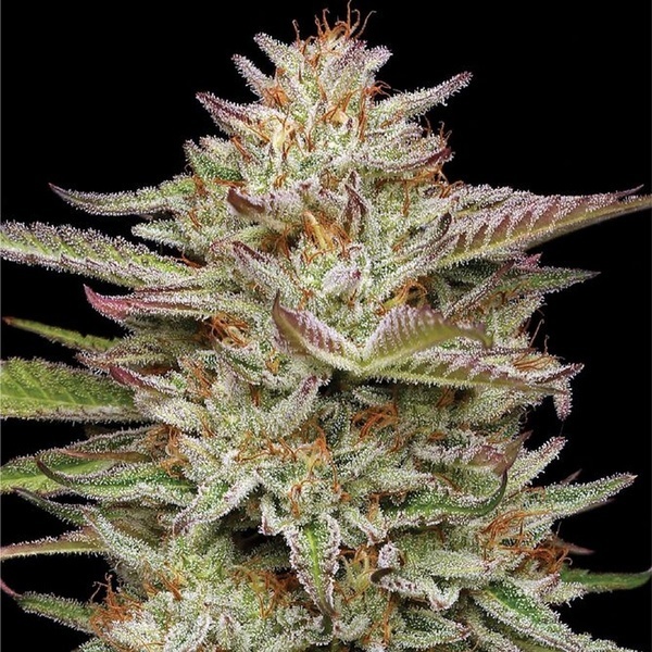Banana OG (Humboldt Seed Company) feminizovaná