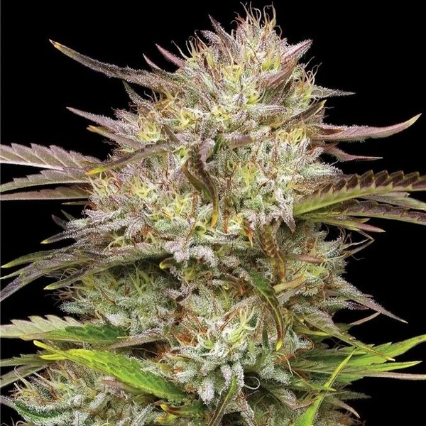 California Haze (Humboldt Seed Company) feminizovaná