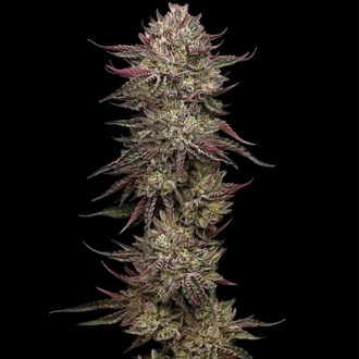 Chicken N' Wafflez (Humboldt Seed Company) feminizovan&aacute;