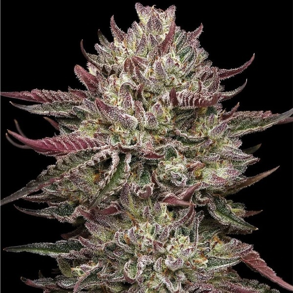 Chicken N' Wafflez (Humboldt Seed Company) feminizovaná