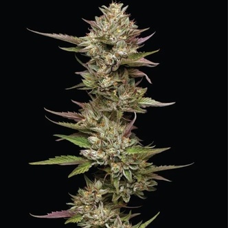 Moon Fog (Humboldt Seed Company) feminizovan&aacute;