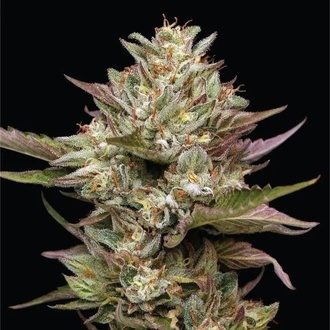Moon Fog (Humboldt Seed Company) feminizovaná