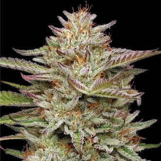 Banana OG Auto (Humboldt Seed Company) feminizovan&aacute;