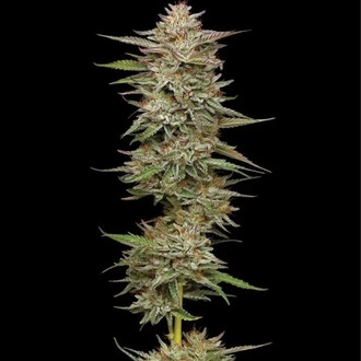 Banana OG Auto (Humboldt Seed Company) feminizovaná