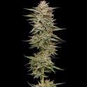 Banana OG Auto (Humboldt Seed Company) feminizovaná
