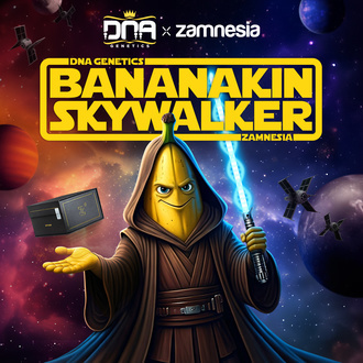 Bananakin Skywalker (Zamnesia Seeds x DNA Genetics) feminizovaná