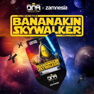 Bananakin Skywalker (Zamnesia Seeds x DNA Genetics) feminizovaná