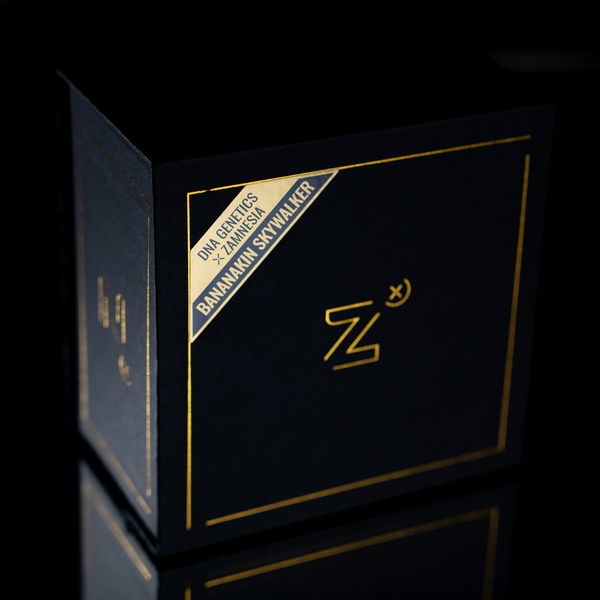 Bananakin Skywalker (Zamnesia Seeds x DNA Genetics) feminizovaná