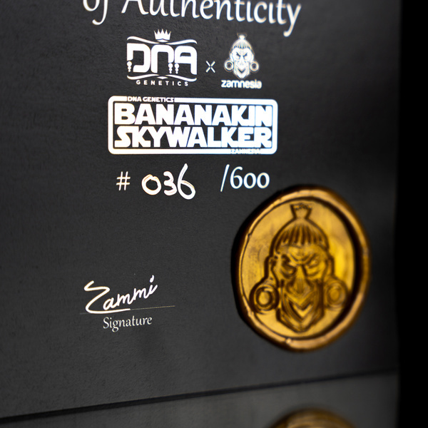 Bananakin Skywalker (Zamnesia Seeds x DNA Genetics) feminizovaná