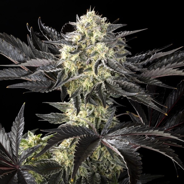 Zoap Rosé (Kannabia) feminizovaná