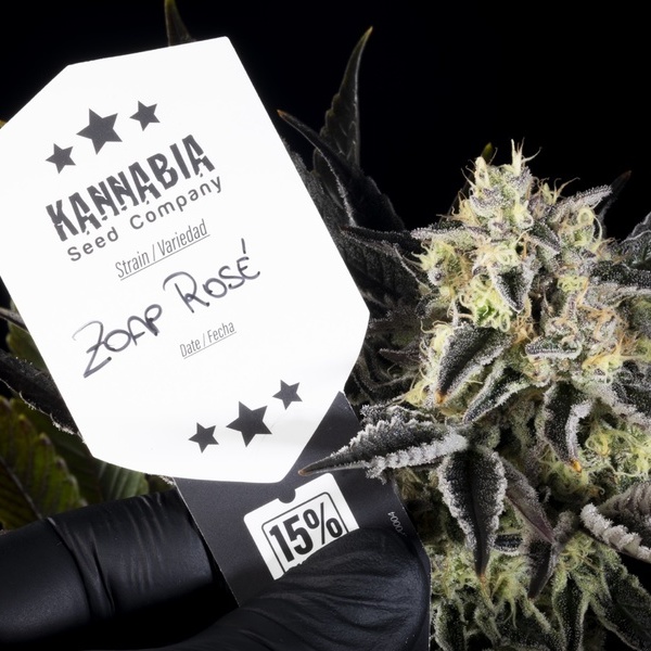 Zoap Rosé (Kannabia) feminizovaná