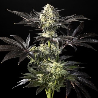 Zoap Rosé (Kannabia) feminizovaná