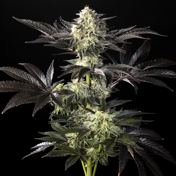 Zoap Rosé (Kannabia) feminizovaná