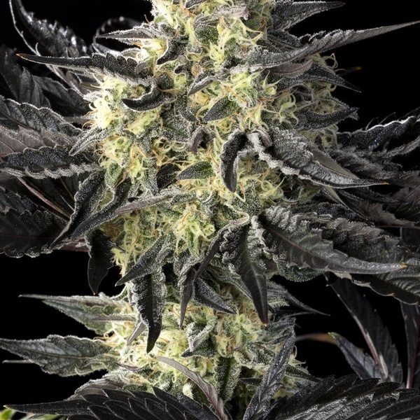 Zoap Rosé (Kannabia) feminizovaná