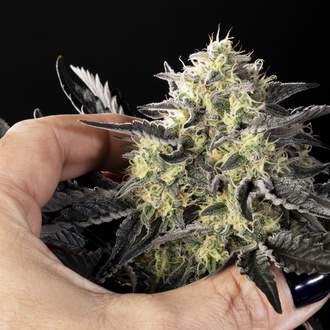 Zoap Rosé (Kannabia) feminizovaná